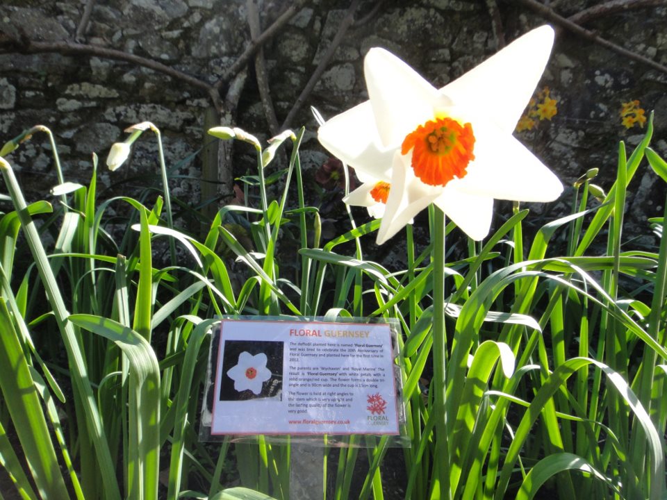 Floral Guernsey Daffodil
