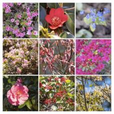 Silver Anniversary Garden - Candie Gardens