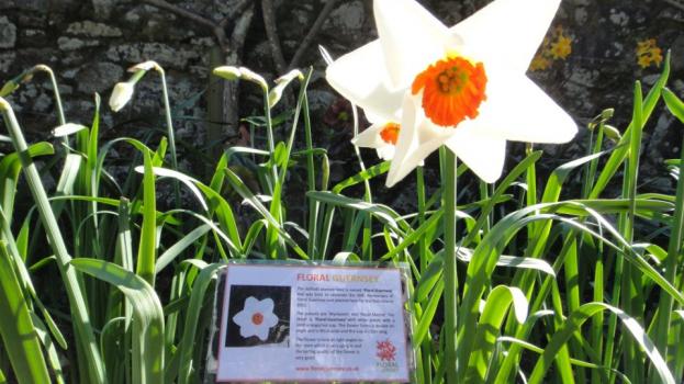 Floral Guernsey Daffodil in Bloom Floral Guernsey Daffodil