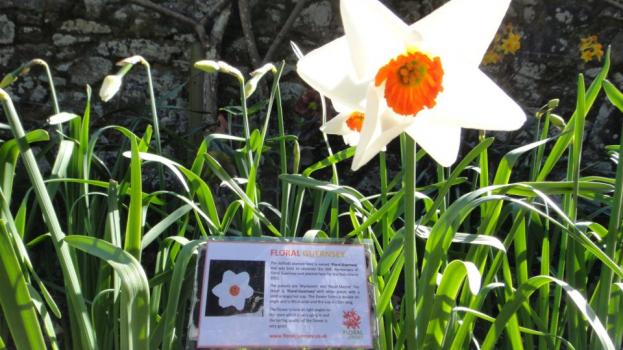 Floral Guernsey Daffodil